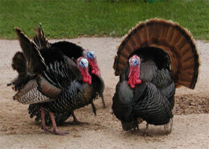 Wild Turkeys