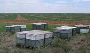 Texas Beekeeping