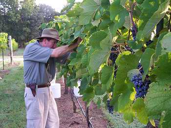 Los Pinos Ranch Vineyards Jeff Sneed