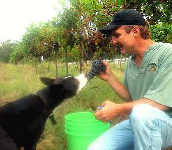 Lost Creek Winery David Brinkman